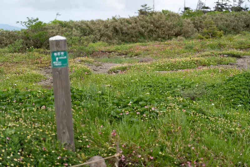 森吉山の高山植物