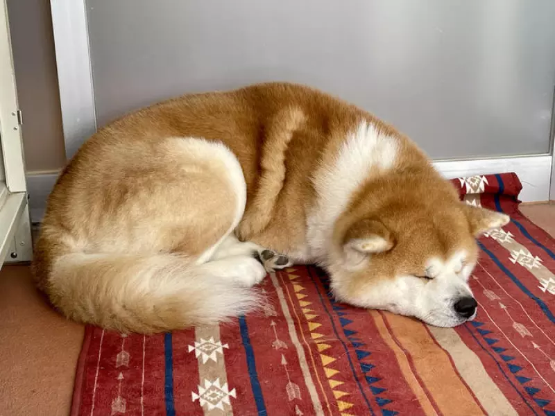 秋田犬