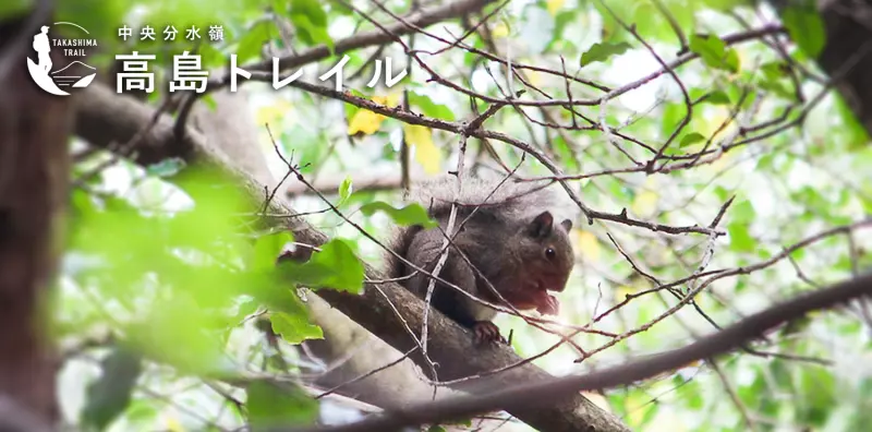 高島トレイルオフィシャルサイト