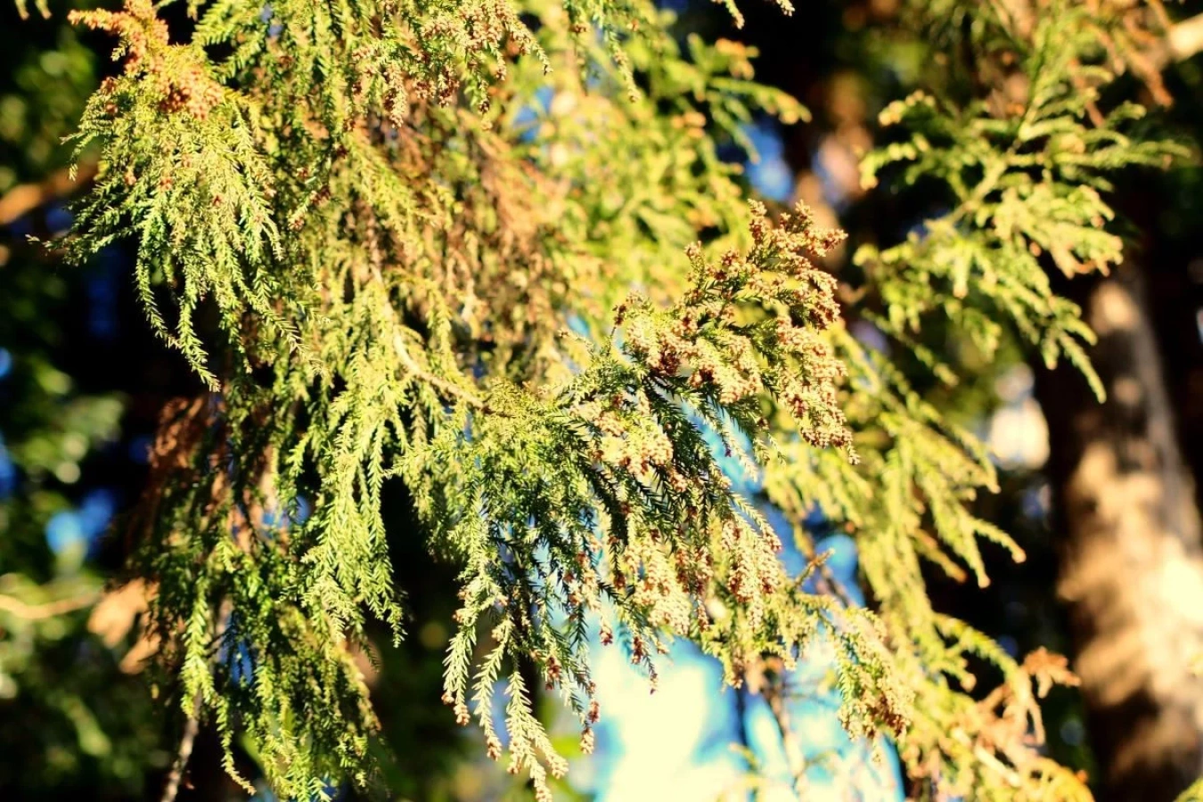 花粉症の方は要注意!東京でもスギ花粉がついに飛散し始めた!2月第4週の高温で飛散が本格化!?
