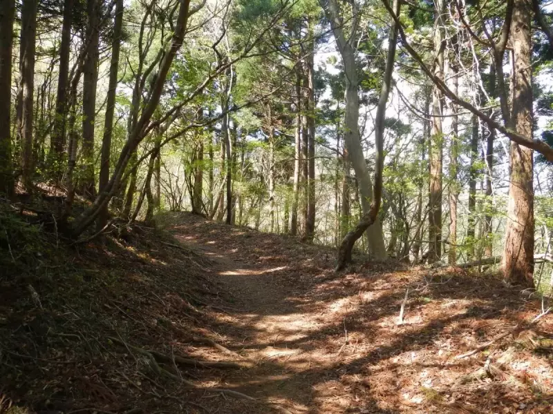 明神ヶ岳 登山 登山道