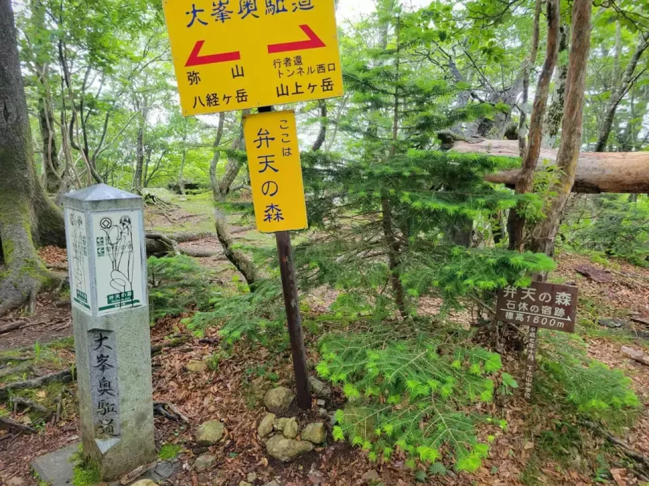 行者還トンネル西口から弥山・八経ヶ岳へ向かう登山道(2023年7月の山旅旅の山行より)