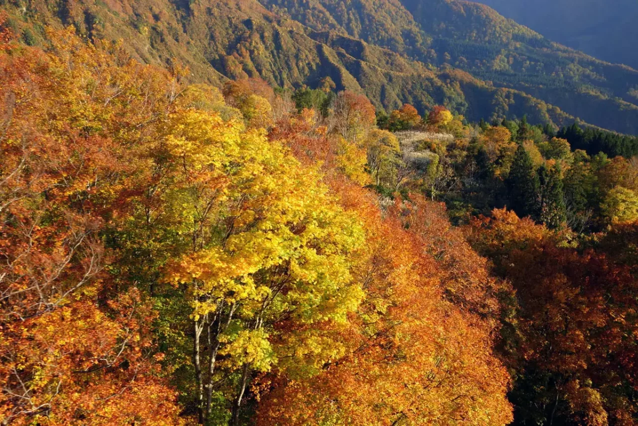 八海山 紅葉 登山