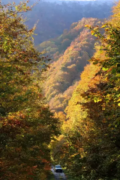 大源太山登山口駐車場に向かう林道