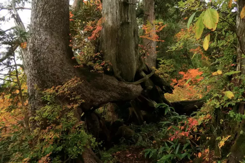 谷川連峰の絶景紅葉その2『茂倉岳・一ノ倉岳・武能岳』登り