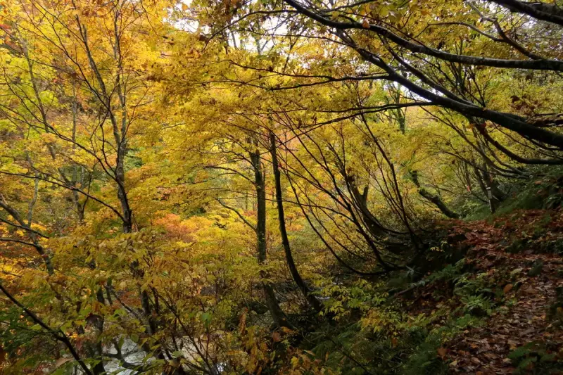 谷川連峰の絶景紅葉その3『大源太山』