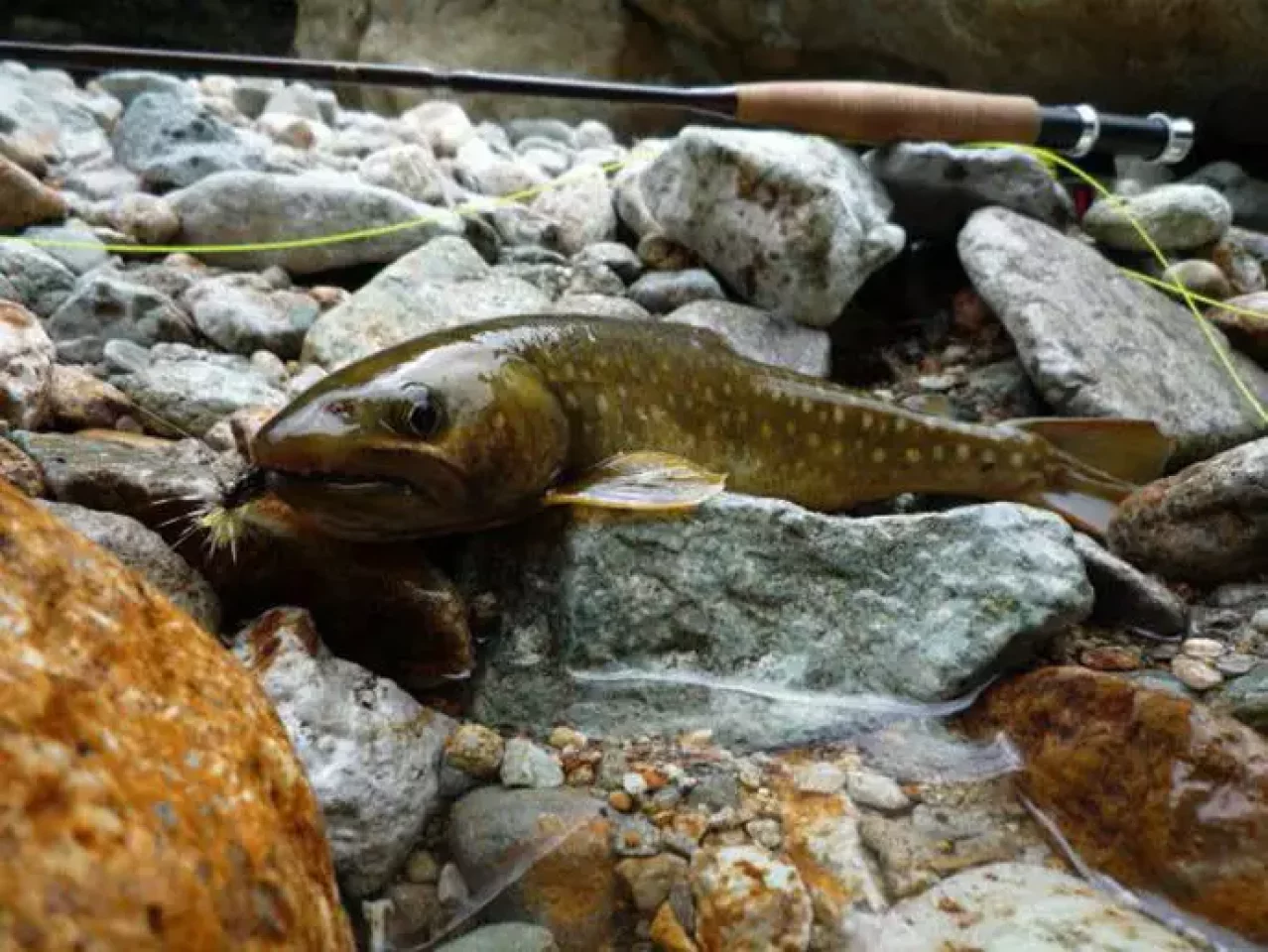 源流のフライフィッシング