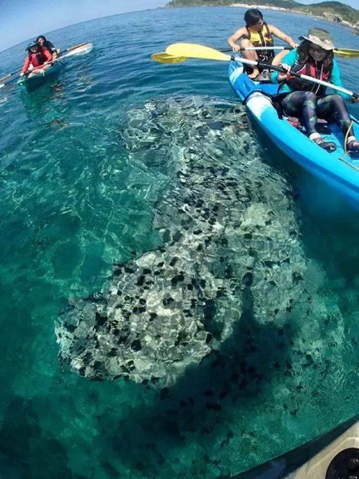 7人のビキニ侍とともに積丹岬