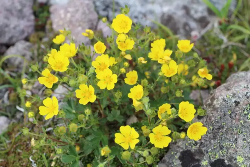 蝶ヶ岳 植物 ミヤマキンバイ