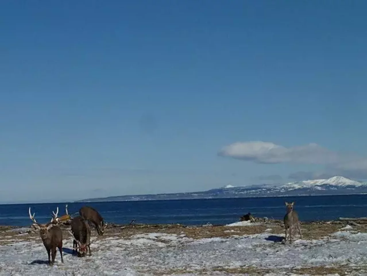 オホーツクの流氷と道東の旅