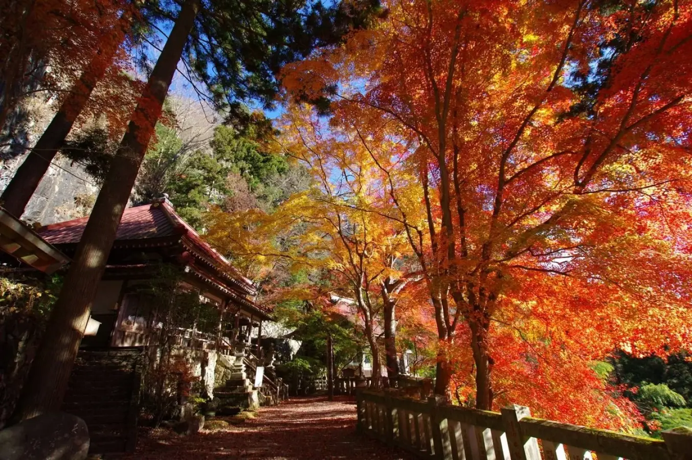 これからが見頃!【黒滝山】山の魅力が凝縮、真紅に染まる群馬の秘宝【不動寺】
