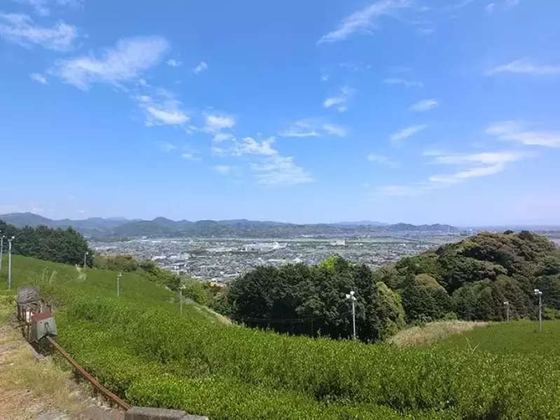 茶畑