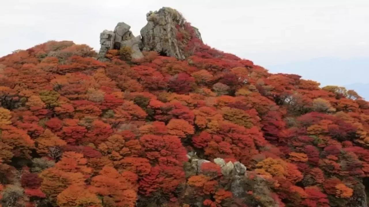 九州の日本百名山九重連山の大船山紅葉