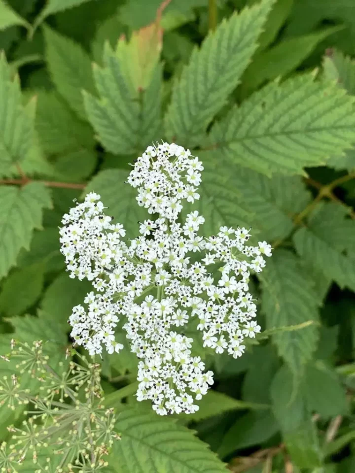 高山植物ハクサンボウフウ