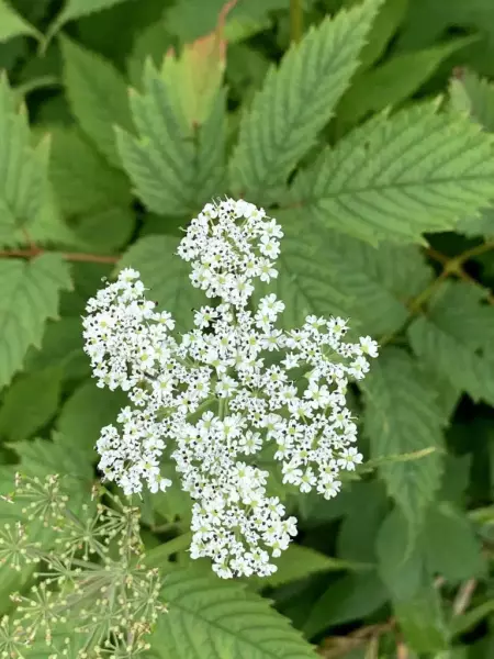 高山植物ハクサンボウフウ