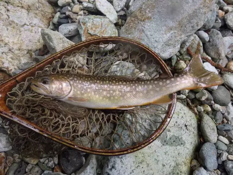 尺イワナ