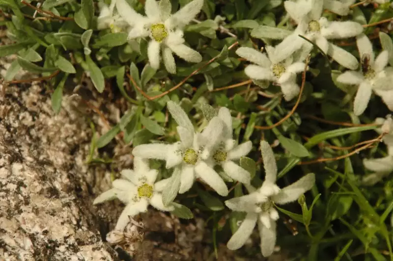 木曽駒ヶ岳 登山 高山植物
