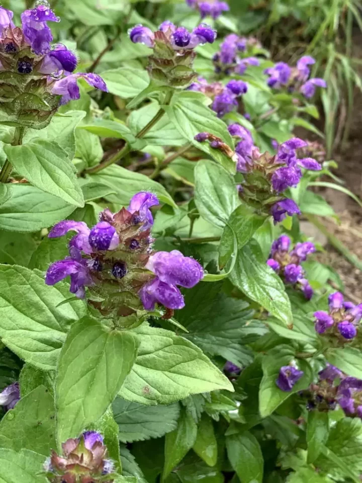 高山植物タテヤマウツボグサ