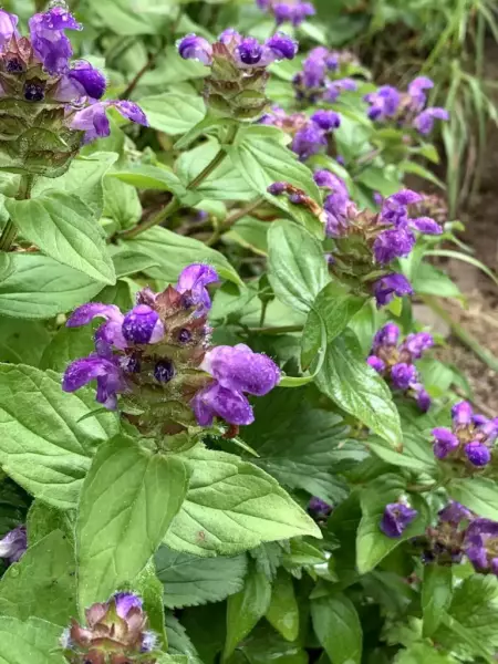 高山植物タテヤマウツボグサ