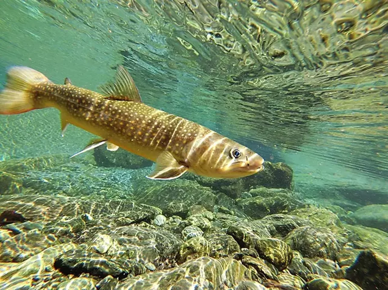 尺岩魚の美しさ