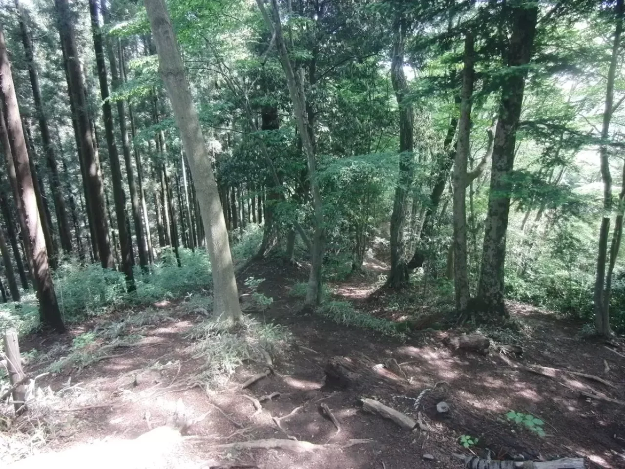 景信山 登山 登山道