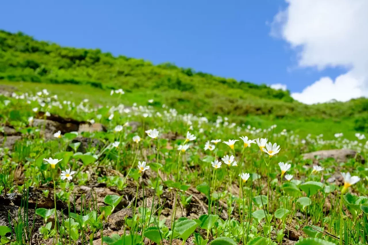 日本一美しい山岳紅葉で知られる花の百名山「栗駒山」を代表する花、ヒナザクラ(雛桜)
栗駒山 登山