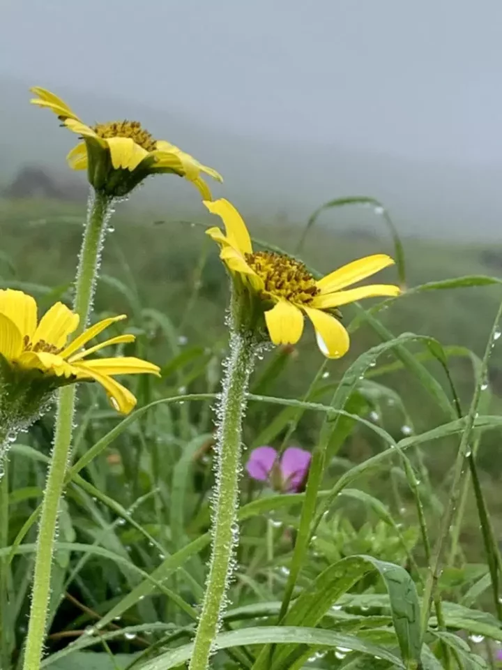 高山植物ウサギギク