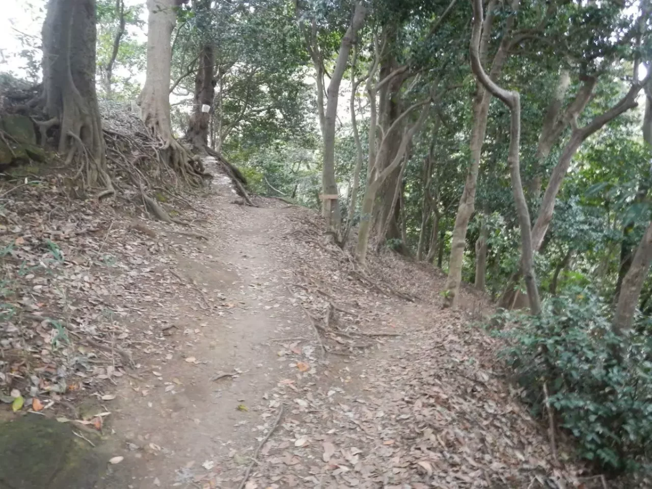 大平山 登山 登山道