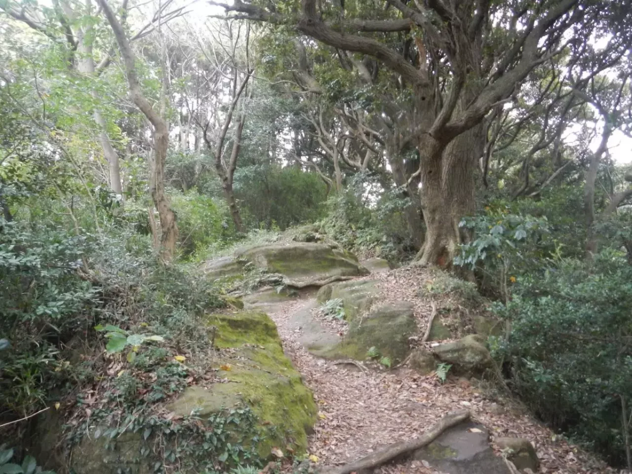 関東百名山 神奈川 天園 大平山 鎌倉 ハイキング道