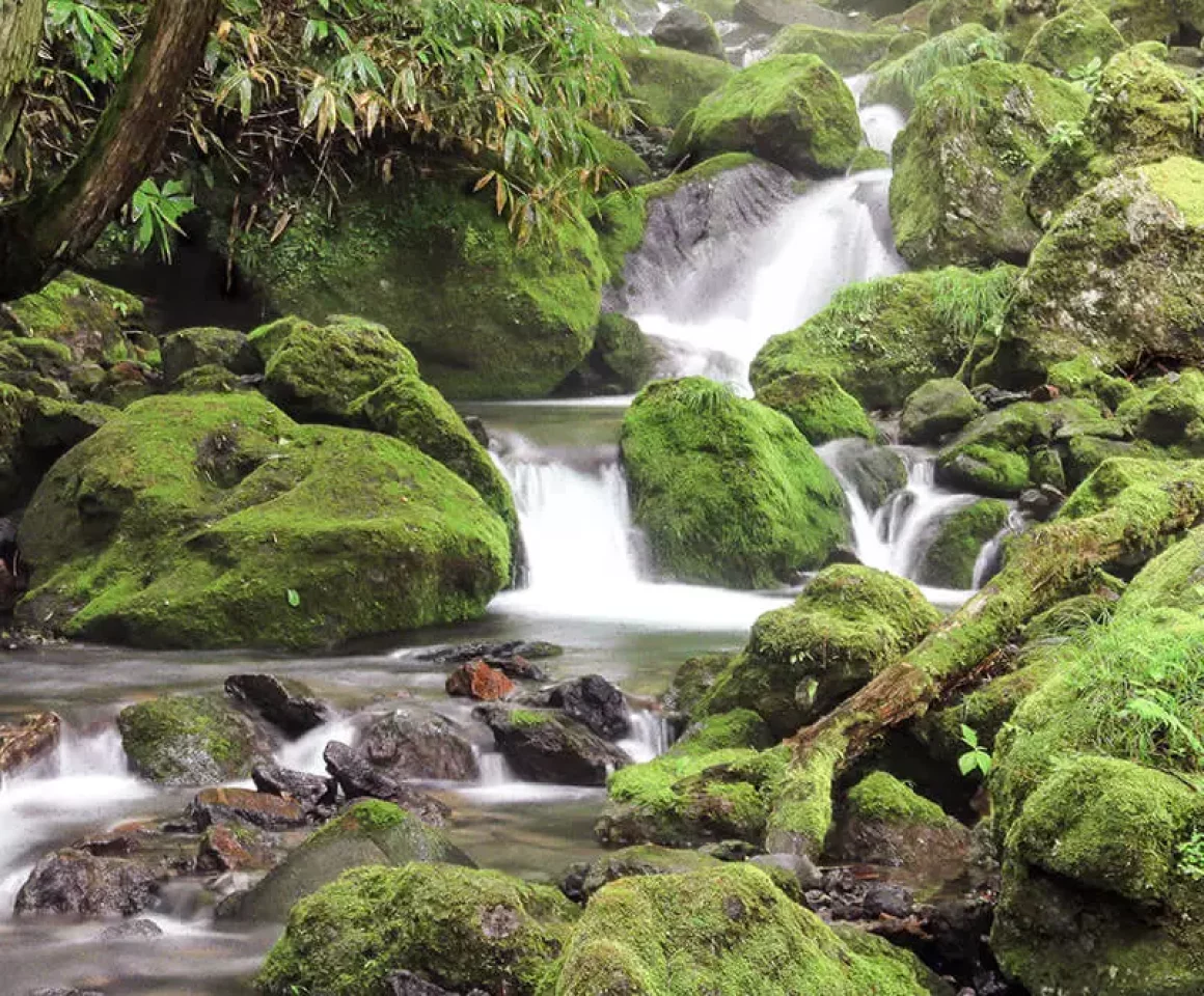油木美林(あぶらぎびりん)
