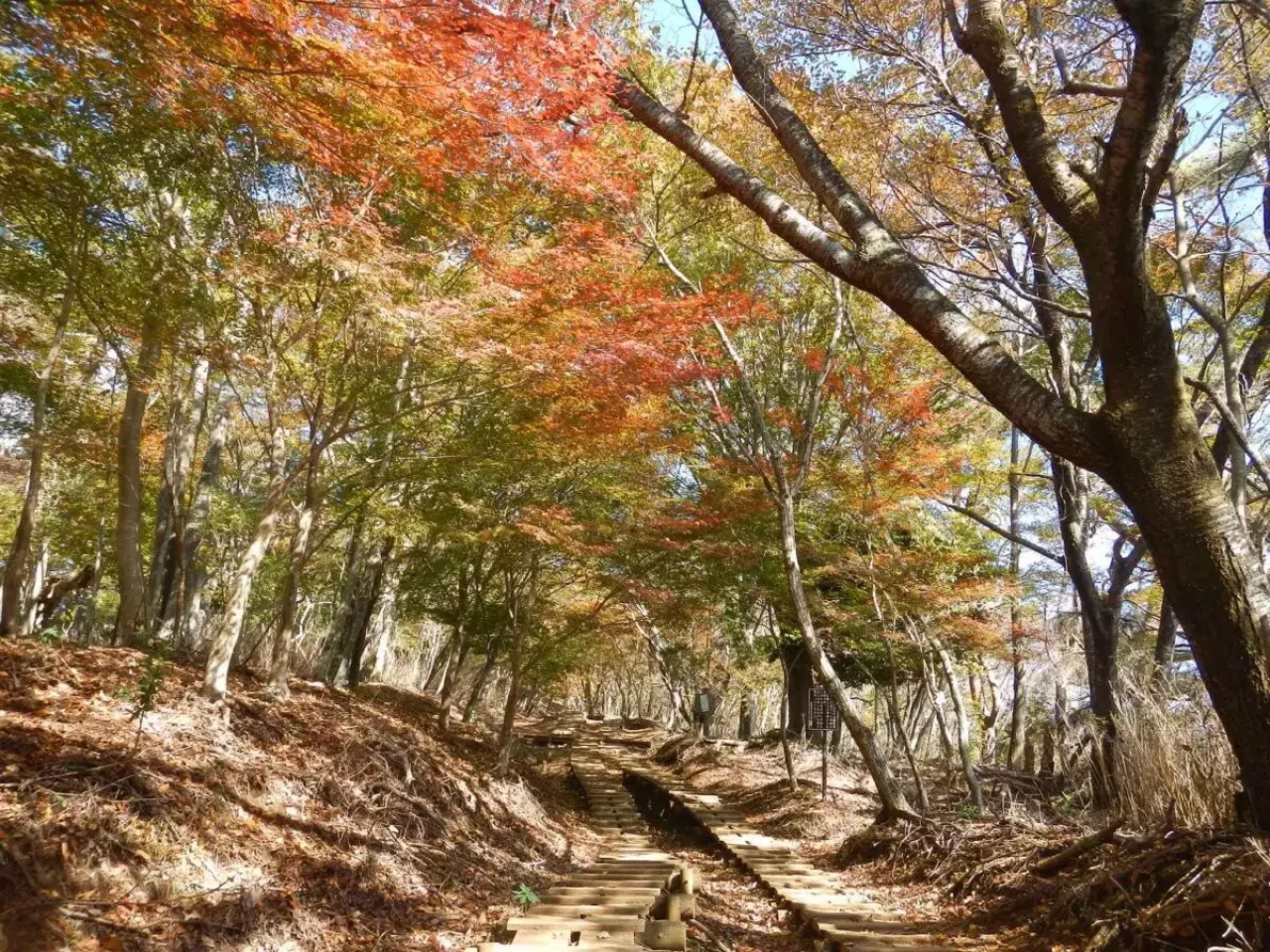 低山 おすすめ 塔ノ岳 大倉尾根の紅葉坂
