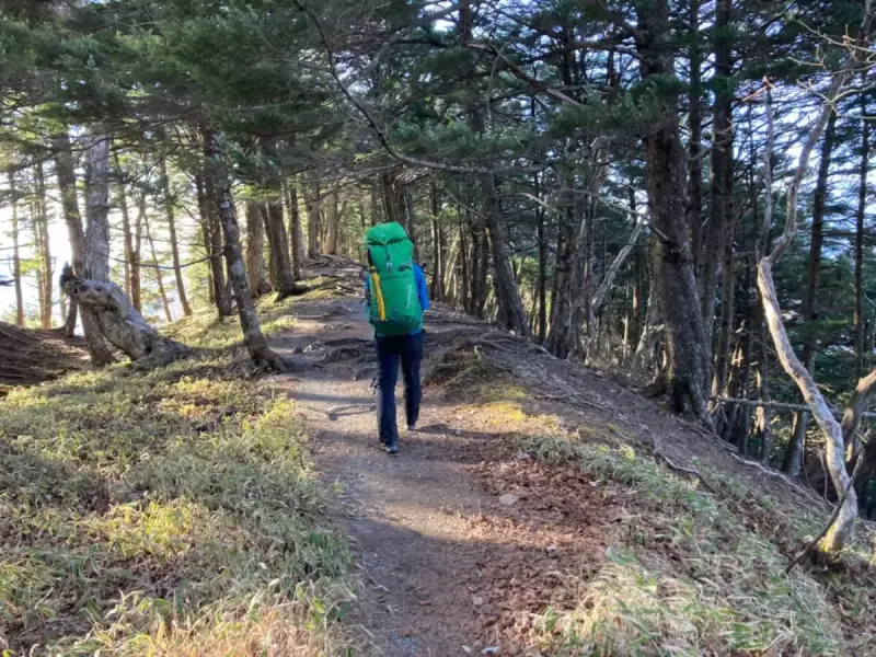 鳳凰三山 南アルプス 登山 観音岳 樹林帯