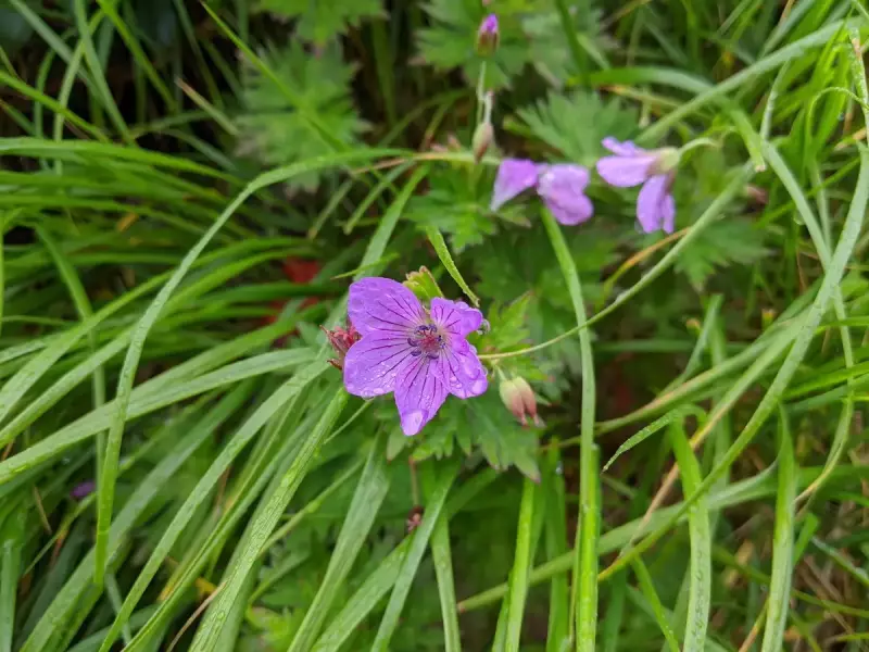 高山植物ハクサンフウロ