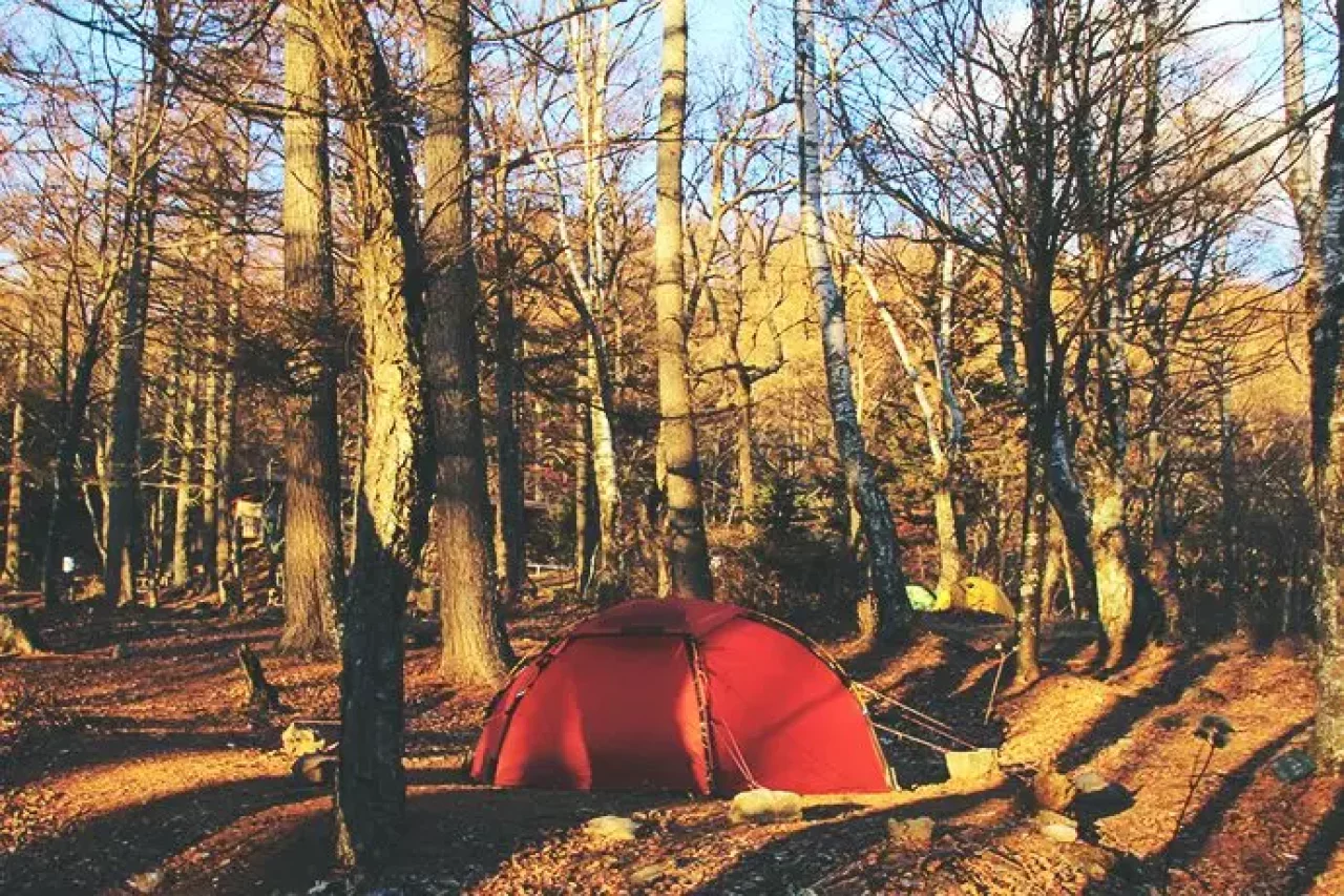 富士見平小屋のヒルバーグソウロ