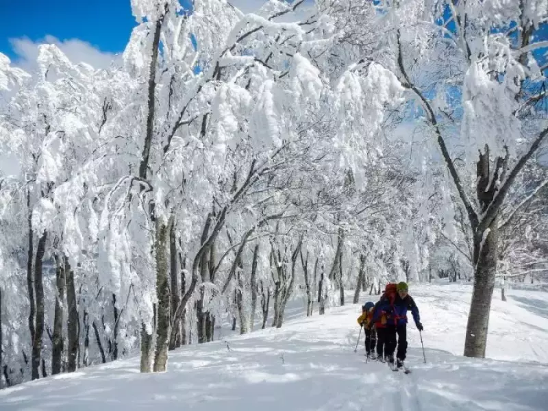 樹林帯