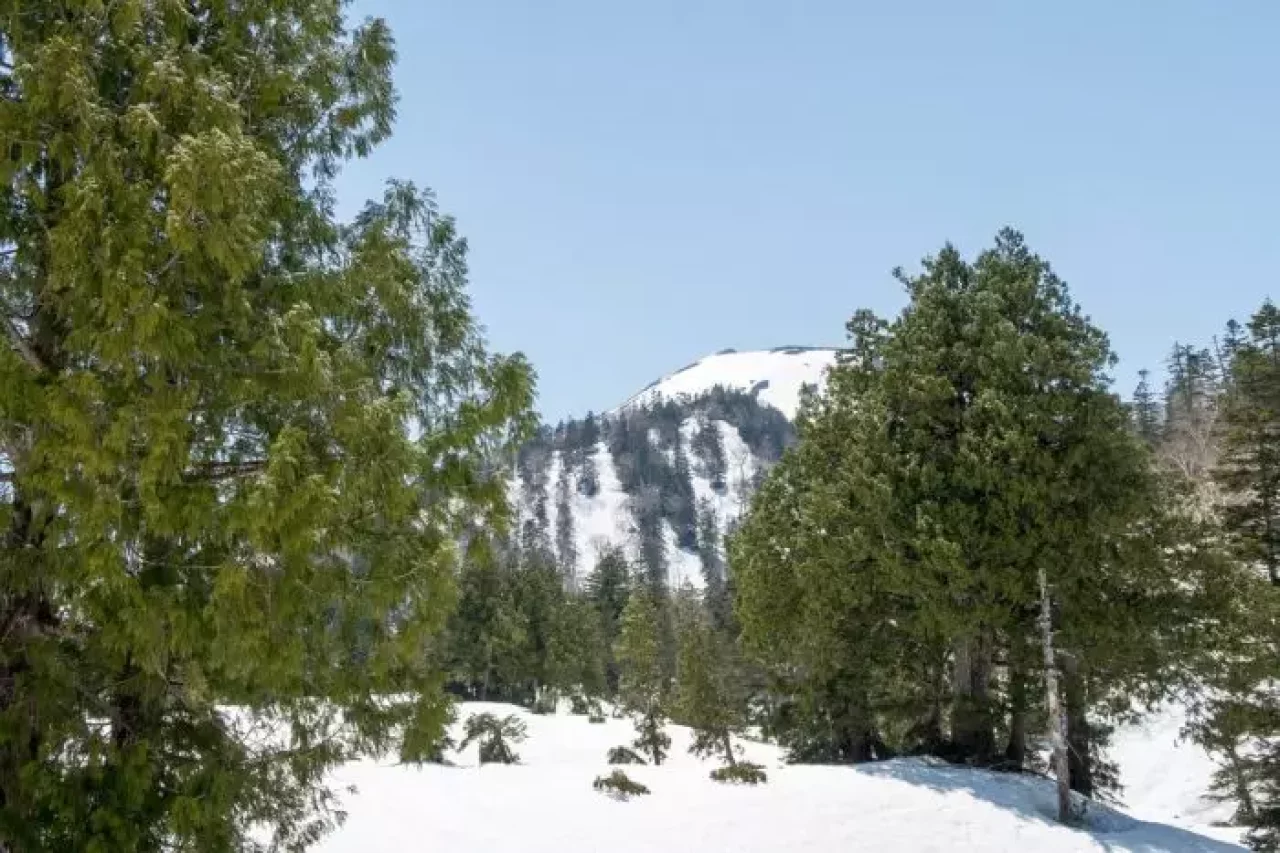 バックカントリーの木立