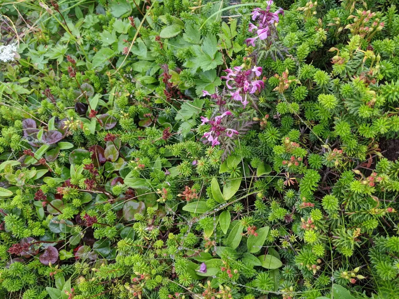 常緑小低木ガンコウラン