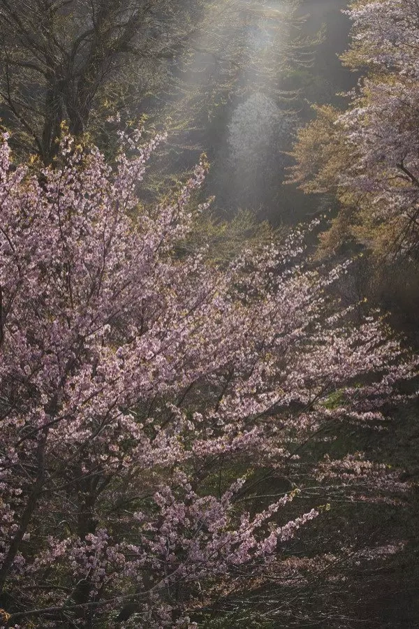 「光の色・風の色2」(ひかりのいろ・かぜのいろ2)小林義明