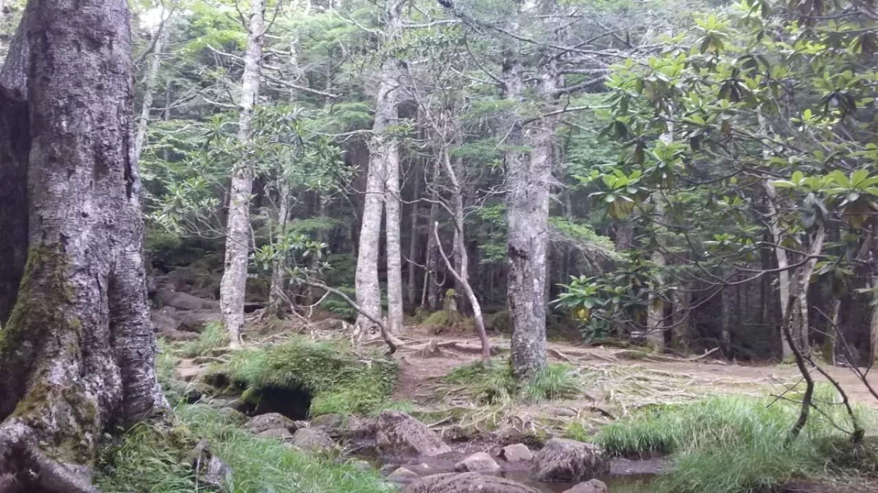 登山 編笠山 登山道