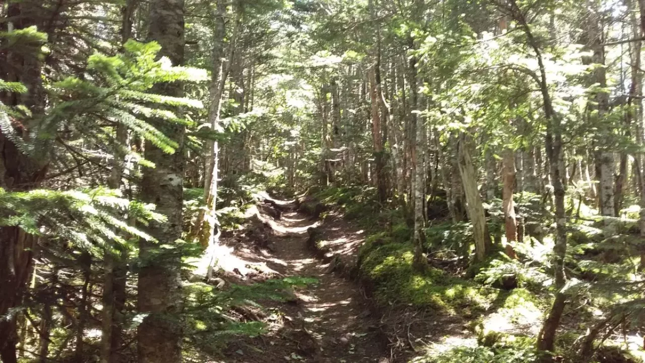 甲武信ヶ岳 登山 登山道