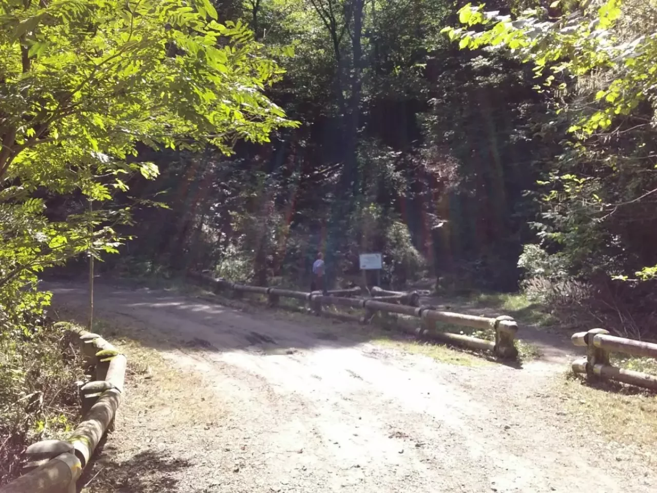 棒ノ折山 登山 林道