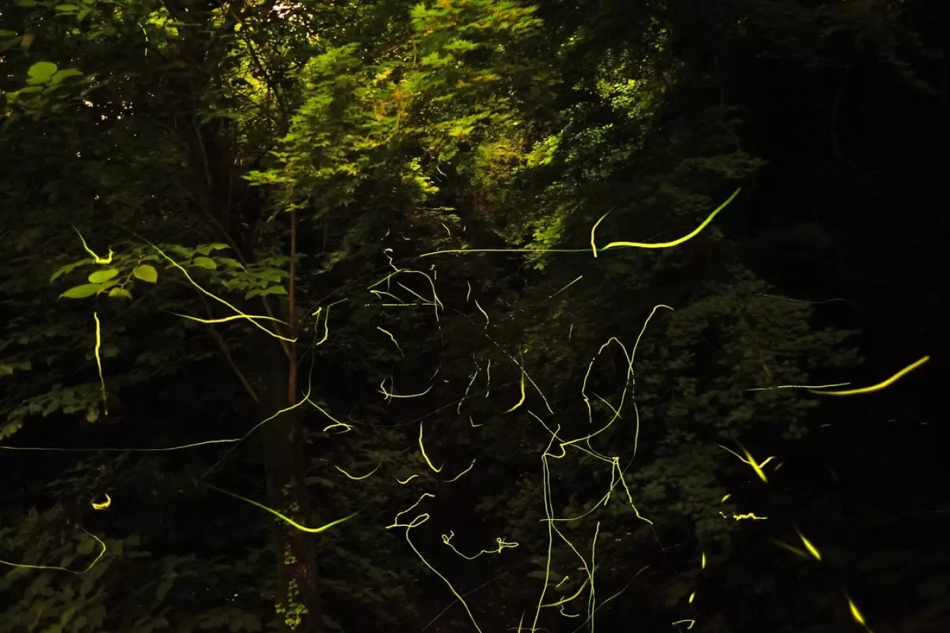 瀬上沢ホタル生息