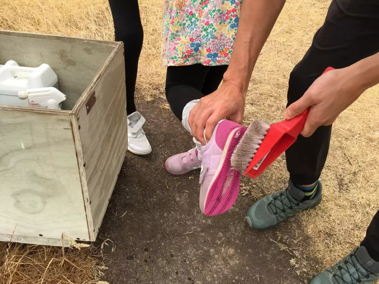 ファンガレイヘッズ