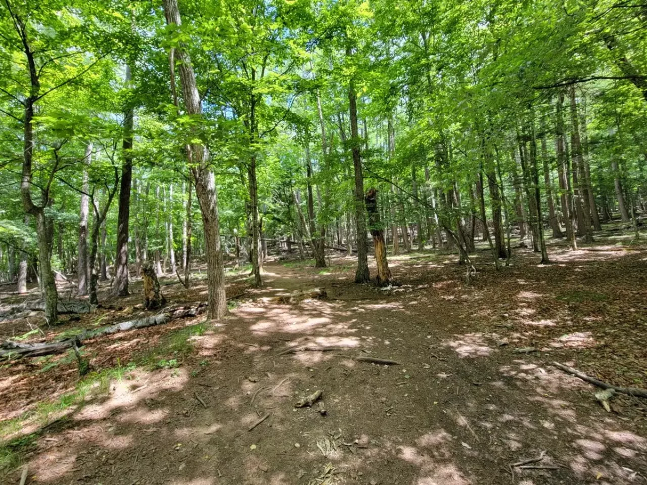 瑞牆山への登山、アブに閉口するも美しい景色に見惚れる