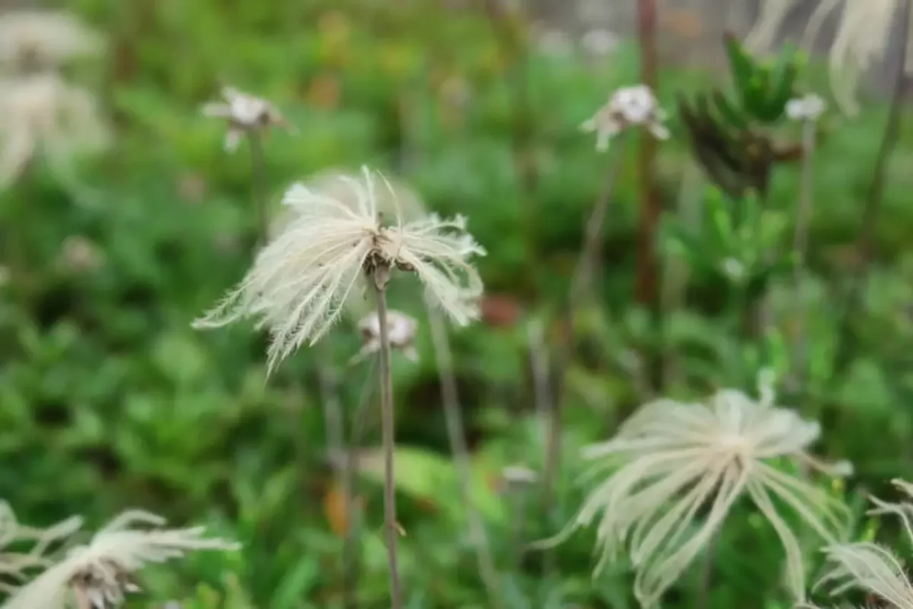 チングルマのアップ