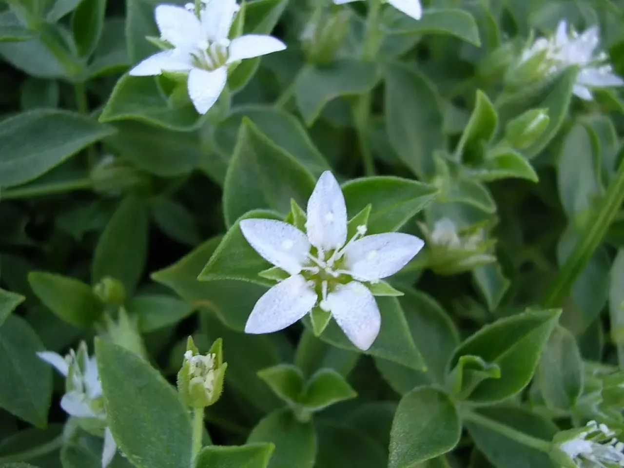 鳥海山の固有の高山植物 チョウカイフスマ