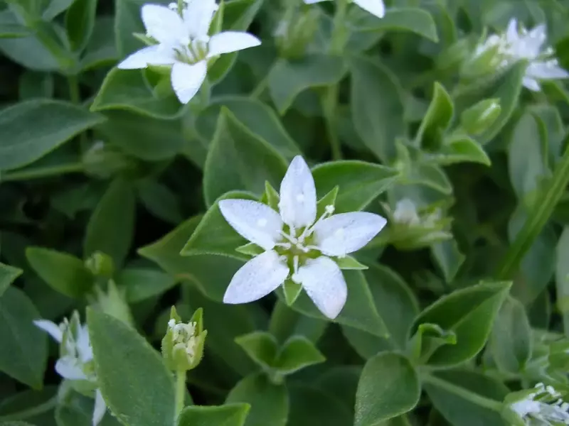 鳥海山の固有の高山植物 チョウカイフスマ
