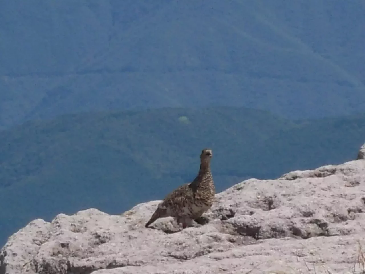 乗鞍岳 登山 ライチョウ