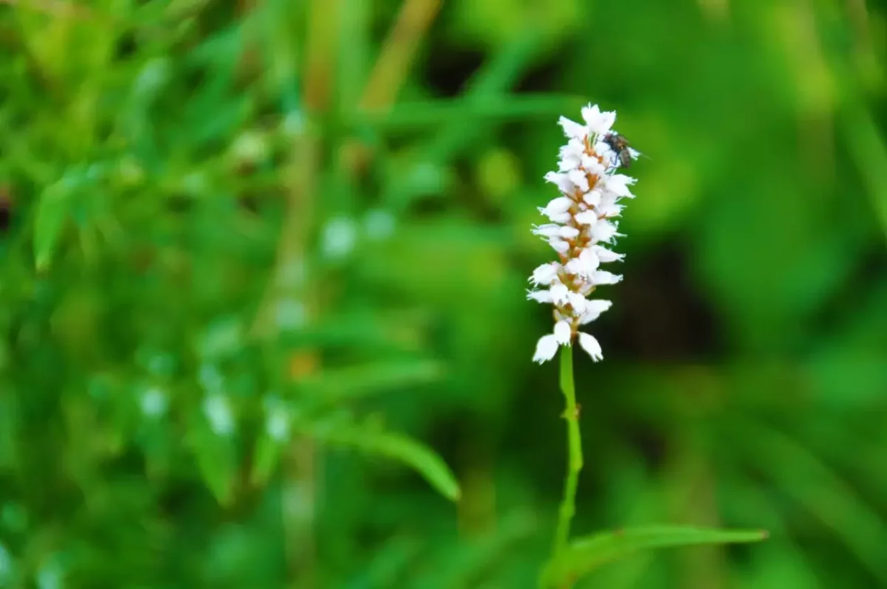 伊吹山 植物 イブキトラノオ