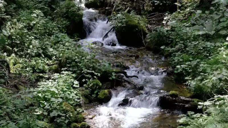 三浦アルプス 登山 森戸川源流